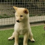 Mochi-female-shiba-inu-puppy-for-sale-01