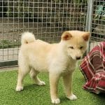 Mochi-female-shiba-inu-puppy-for-sale-02