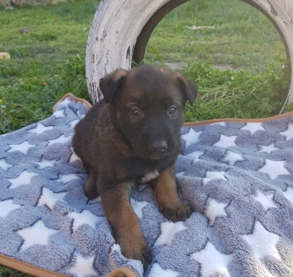 Vito-male-malinois-puppy-for-sale-1