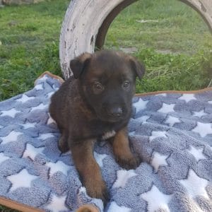 Vito-male-malinois-puppy-for-sale-1