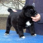 Yost-male-Central Asia Shepherd Dog-puppy-for-sale (1)