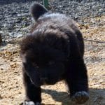 Yost-male-Central Asia Shepherd Dog-puppy-for-sale (2)
