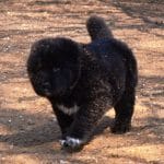 Yost-male-Central Asia Shepherd Dog-puppy-for-sale (3)