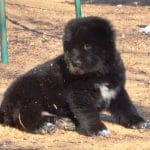 Yost-male-Central Asia Shepherd Dog-puppy-for-sale (4)