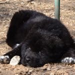 Yost-male-Central Asia Shepherd Dog-puppy-for-sale (5)