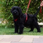 Lara-female-giant-schnauzer-puppy-for-sale-03