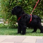 Lara-female-giant-schnauzer-puppy-for-sale-04