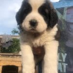 Westie-female-Saint Bernard-puppy-for-sale (1)
