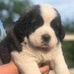 Westie-female-Saint Bernard-puppy-for-sale (4)