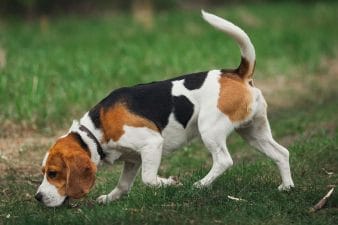 Beagle breed info NewDoggy.com