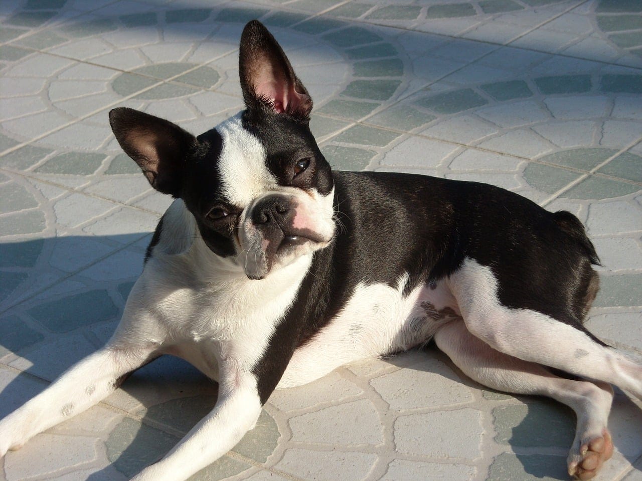 Boston Terrier breed info NewDoggy.com