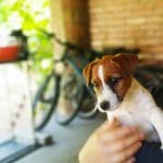 Ralf Jack Russell Terrier