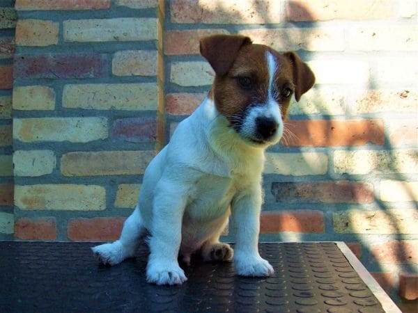 Dylan Jack Russell Terrier
