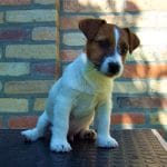 Dylan-male-jack-russel-terrier-puppy-for-sale03