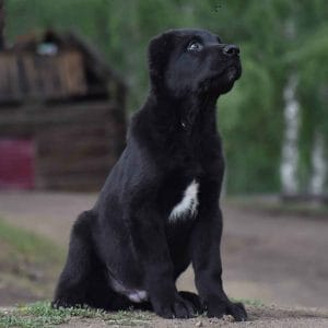 Fahro Central Asian Shepherd Dog