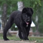 Yost Central Asian Shepherd Dog
