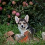 Karly-male-Welsh-Corgi-puppy-for-sale (3)