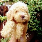 Max-male-lagotto-romagnolo-puppy-for-sale-01