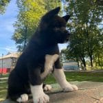 Xascia-female-American-akita-puppy-for-sale (1)