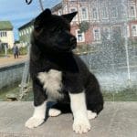 Xascia-female-American-akita-puppy-for-sale (2)
