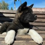 Xascia-female-American-akita-puppy-for-sale (3)
