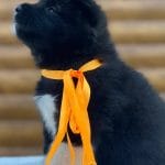 Xascia-female-American akita-puppy-for-sale (3)