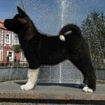 Xascia-female-American-akita-puppy-for-sale (4)