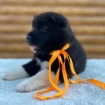 Xascia-female-American akita-puppy-for-sale (4)