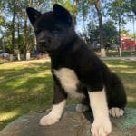 Xascia-female-American-akita-puppy-for-sale (5)