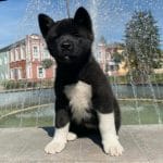 Xascia-female-American-akita-puppy-for-sale (6)