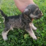 Ada-female-miniature-schnauzer-puppy-for-sale01