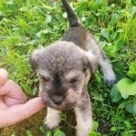 Ada-female-miniature-schnauzer-puppy-for-sale02