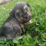 Ada-female-miniature-schnauzer-puppy-for-sale03