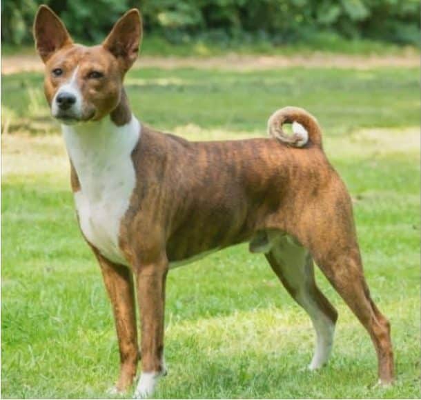 Basenji breed info NewDoggy;com