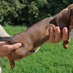 Bobo-male-miniature-dachshund-puppy-for-sale-03