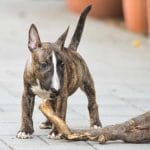 Hannibal-male-miniature-bull-terrier-puppy-for-sale01