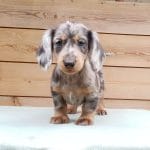 Pippa-female-dachshund-puppy-for-sale05