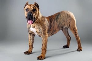 Presa Canairo breed info NewDoggy.com