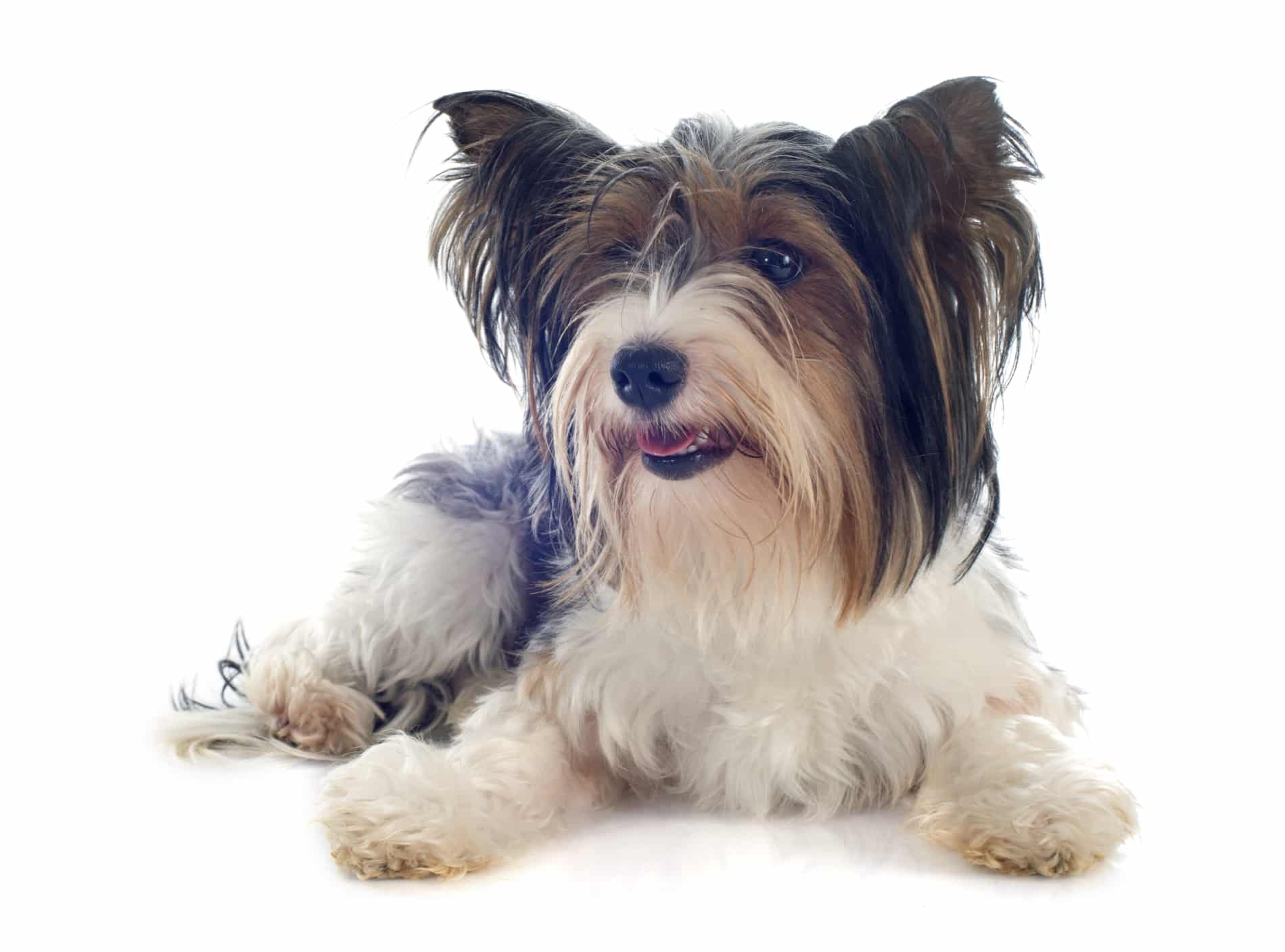 Biro Yorkshire Terrier breed info Newdoggy.com
