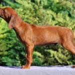 Jochen-male-Rhodesian Ridgeback-puppy-for-sale 2