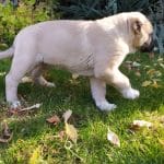 Sadeck-male-Kangal-puppy-for-sale 1