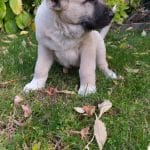 Sadeck-male-Kangal-puppy-for-sale 2