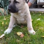Sadeck-male-Kangal-puppy-for-sale 3