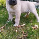 Sadeck-male-Kangal-puppy-for-sale 4