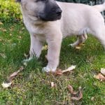 Sadeck-male-Kangal-puppy-for-sale 5