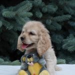 Charlie-male-american-cocker-spaniel-puppy-for-sale-01