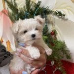 Galli-female-Maltese-puppy-for-sale (1)