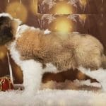 Christmas-female-Saint Bernard-puppy-for-sale 1