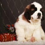 Christmas-female-Saint Bernard-puppy-for-sale 3