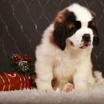 Christmas-female-Saint Bernard-puppy-for-sale 4